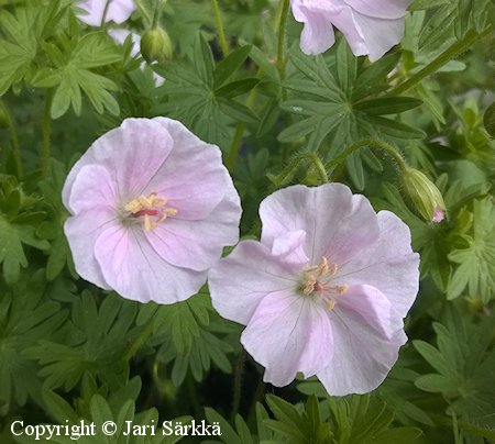 Geranium sanguineum 'Apfelblute', verikurjenpolvi